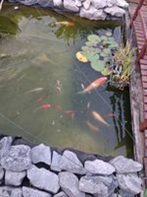   Carpes Koi 
