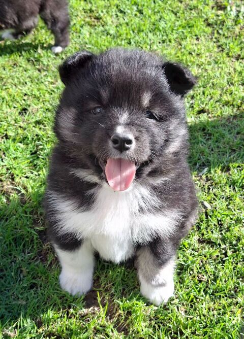 Chiots FINNOIS DE LAPONIE 1500 57140 Plesnois