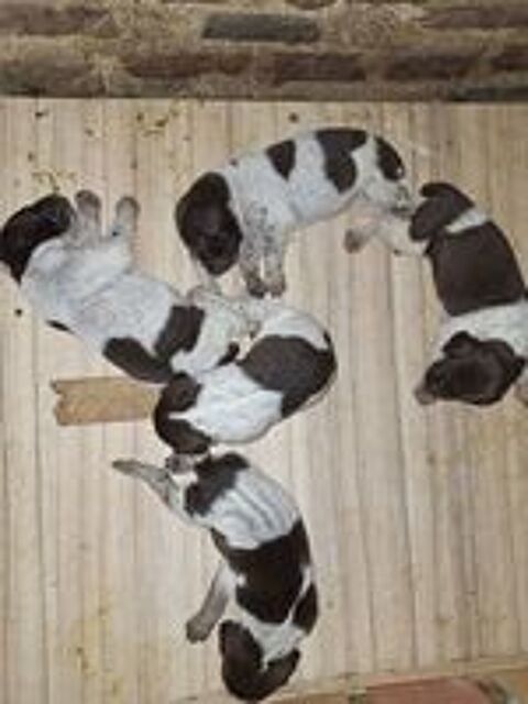   A réserver Chiots Braque Allemand LOF. 
