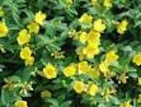 MILLEPERTUIS, couvre-sol à  fleurs jaunes. 0 Chambéry (73)