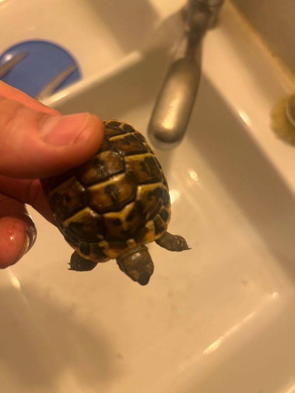   Tortues, née dans mon jardin 