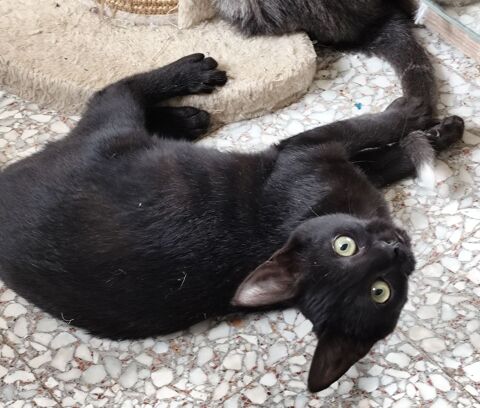 Aïka, mignonette chatonne noire 99 50310 Ozeville