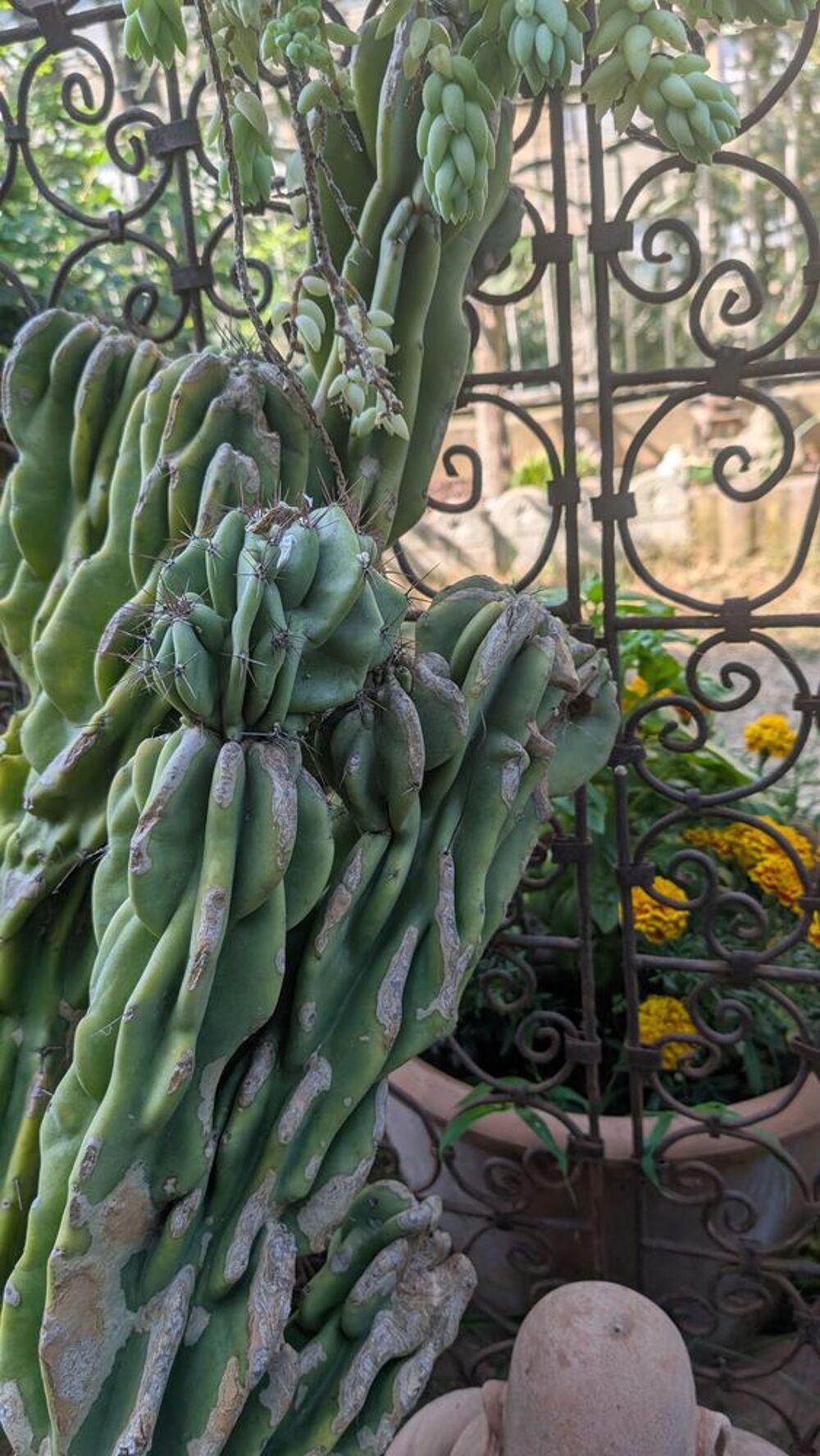 grand cactus Jardin