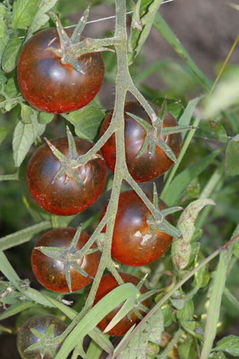Pieds de tomates diverses varits. 1 Flers-en-Escrebieux (59)