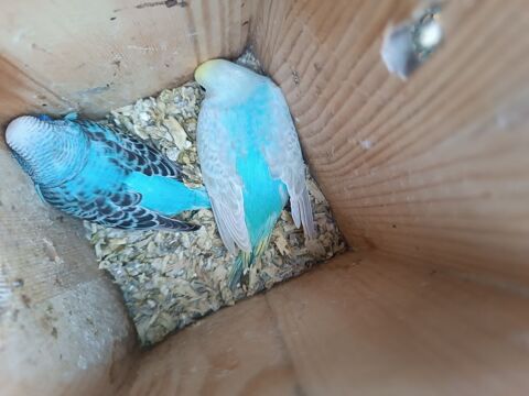 Perruches 15 72320 Lamnay