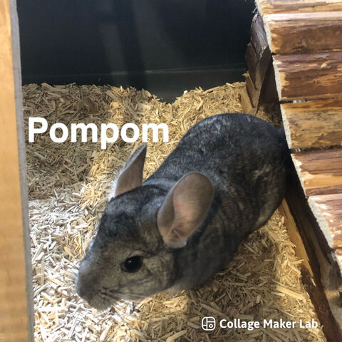 Chinchillas 0 33140 Villenave-d'ornon