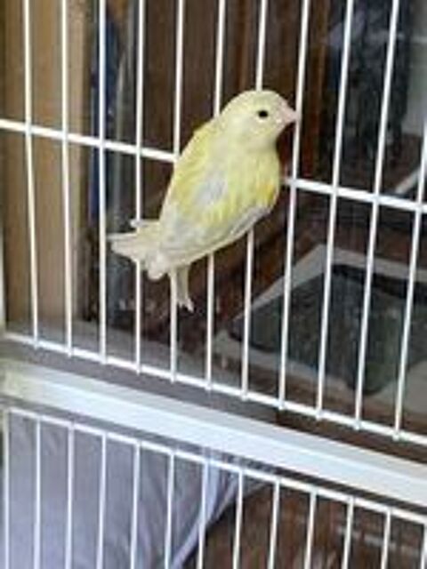   Canaris  