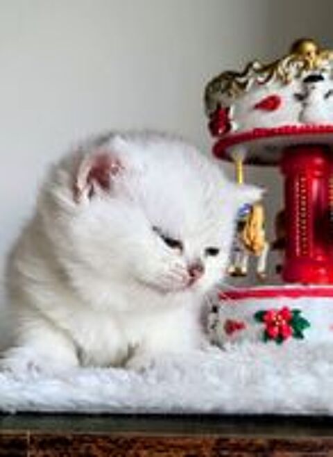   Magnifique chatonne British Shorthair – Blanchette 