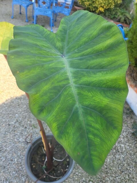 colocasia 10 Soirans (21)