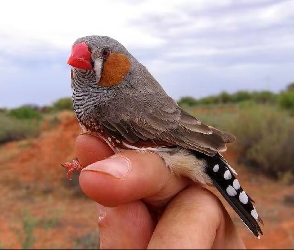   Mandarin mâle 