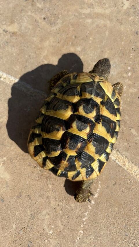 Tortue de 7 ans 06000 Nice