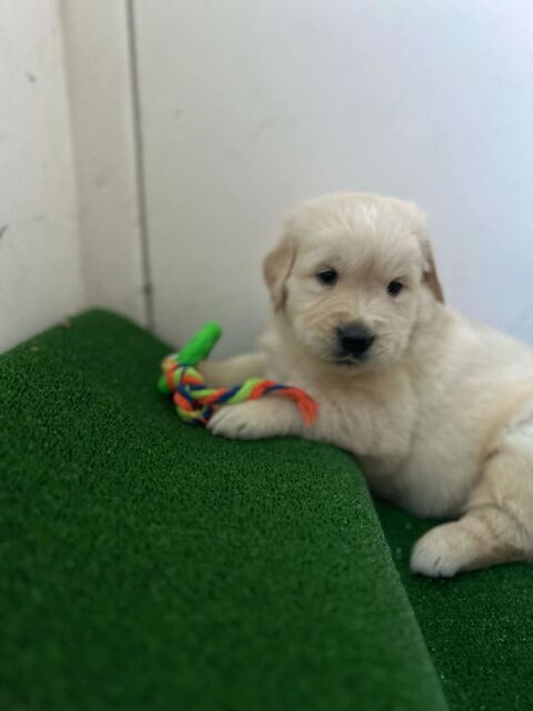 Chiots golden retriever 900 82230 Verlhac-tescou