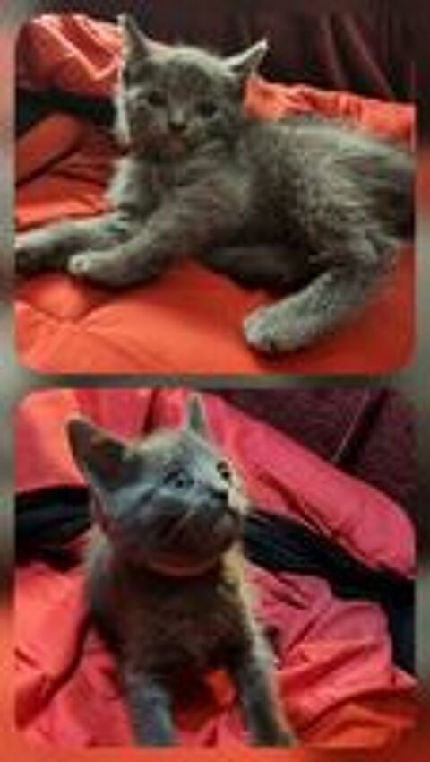   Chartreux Actifs, LOOF, Élevés en Famille, Lignée du Beloire 