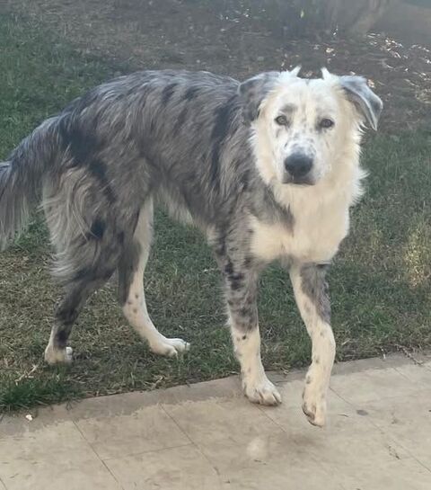 Chien ATHENA &agrave; l adoption 300 26260 Cl�rieux