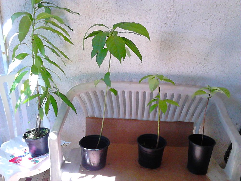 Plantes pour jardin familial Jardin