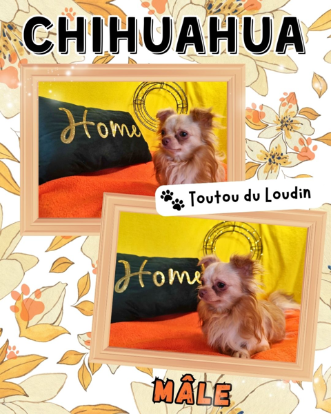Chiot chihuahua m&acirc;le poils longs 350 18140 Pr�cy