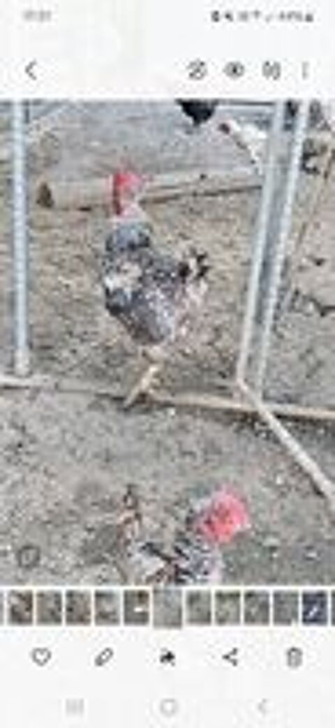   Coq Coucou de Malines 