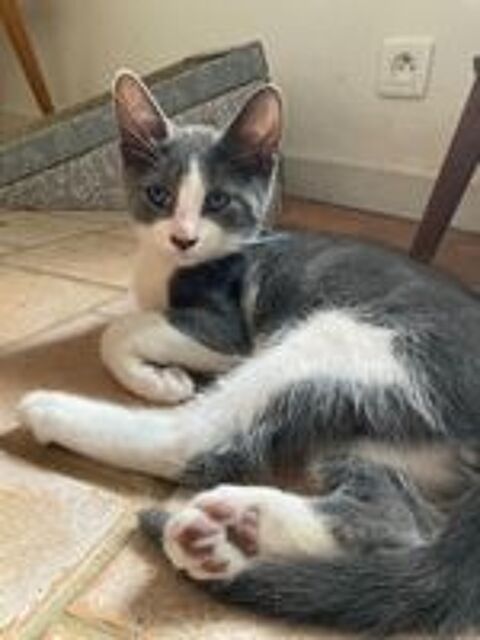   Henry un adorable chaton au beau pelage blanc & gris 