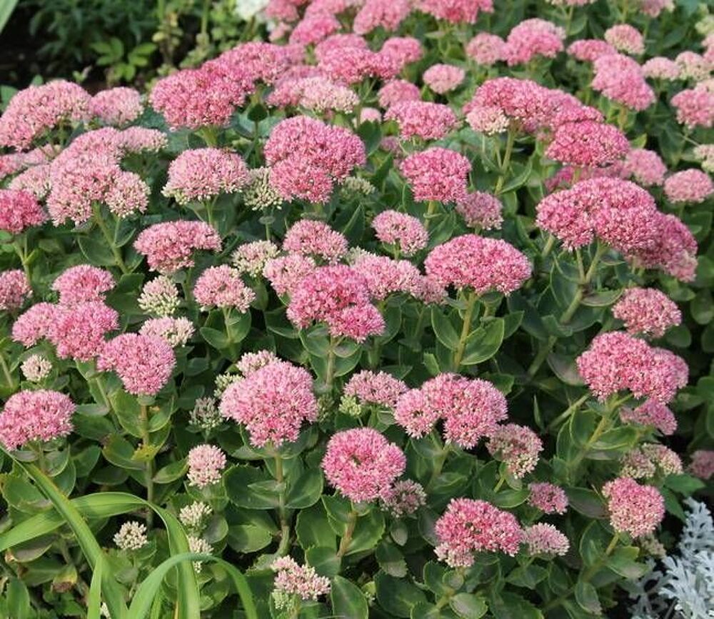 Sedums ou orpin Jardin