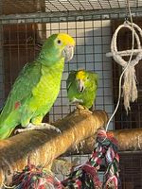   Perroquet amazone tête jaune EAM 