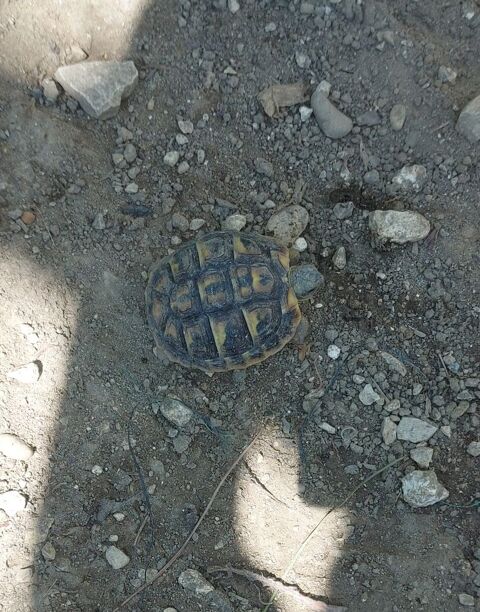 Tortue terre 35 84140 Montfavet