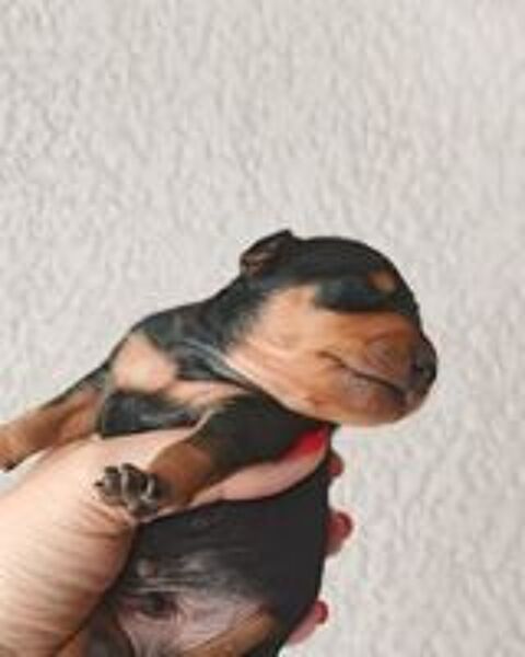   Pinscher nain 