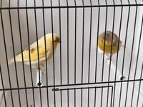   Canaris gloster mâles 2026 