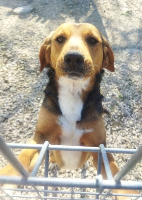 Roxie est &agrave; l'adoption 0 34000 Montpellier