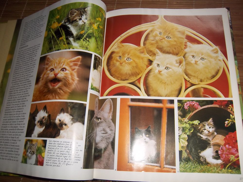 Les chats editions Soline Livres et BD