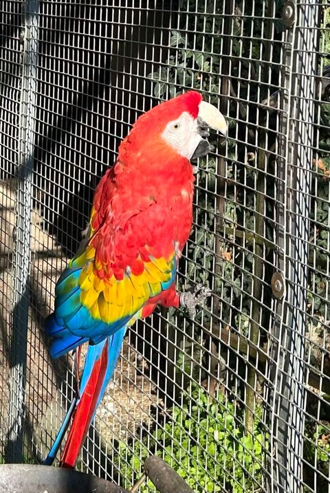 Ara Macao male 2000 86000 Poitiers