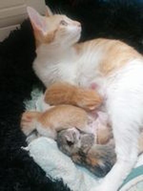   Donne Chatons 