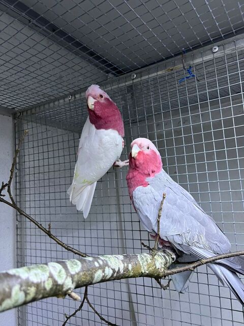 Couple cacato&egrave;s rosalbins lutino apprivois&eacute; 2500 31000 Toulouse