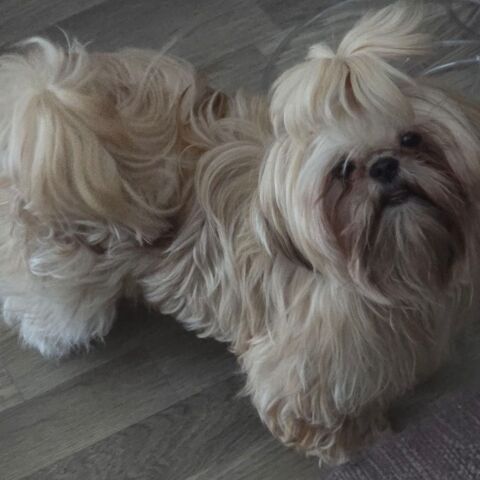 Shih tzu femelle de petit gabarit
0 76290 Montivilliers