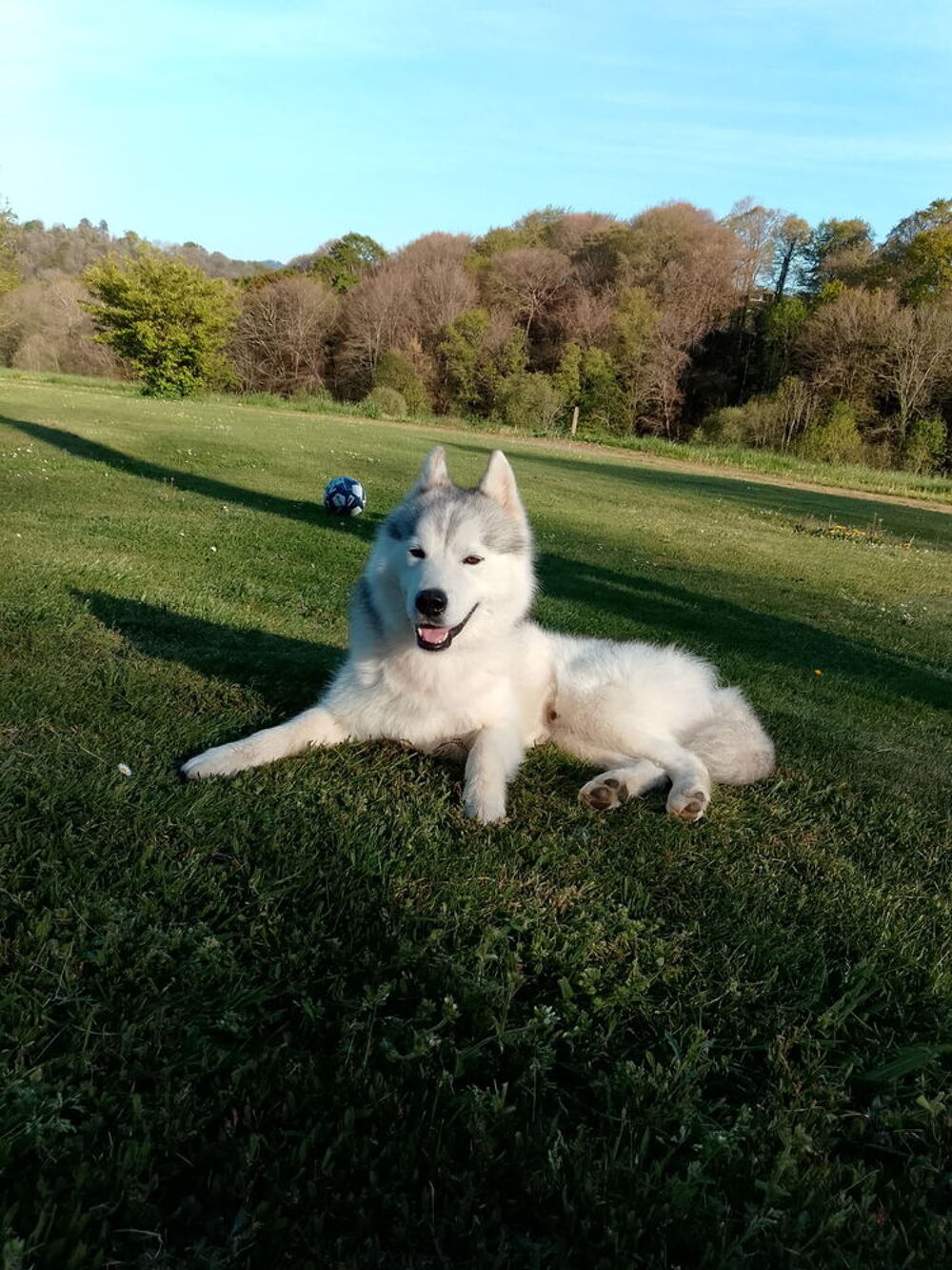   husky sibérien à donner contre bon soin 