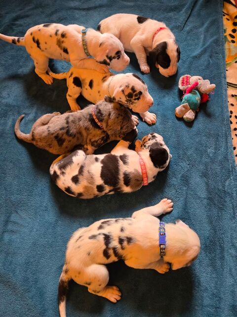 6 chiots Dogue Allemand , 4 males ,2 femelles. 2500 89320 Villech�tive