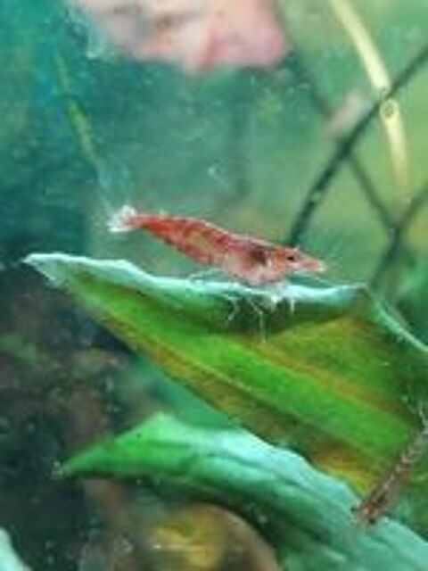   Crevettes red cherry  