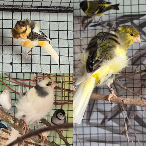 Canari fris&eacute; 2026 males 50 29860 Bourg-blanc