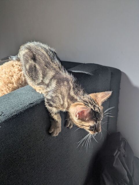 Beau chat tigr&eacute; 0 83170 Brignoles