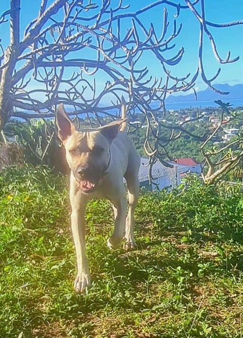 Rio, au grand coeur 350 51000 Ch�lons-en-champagne