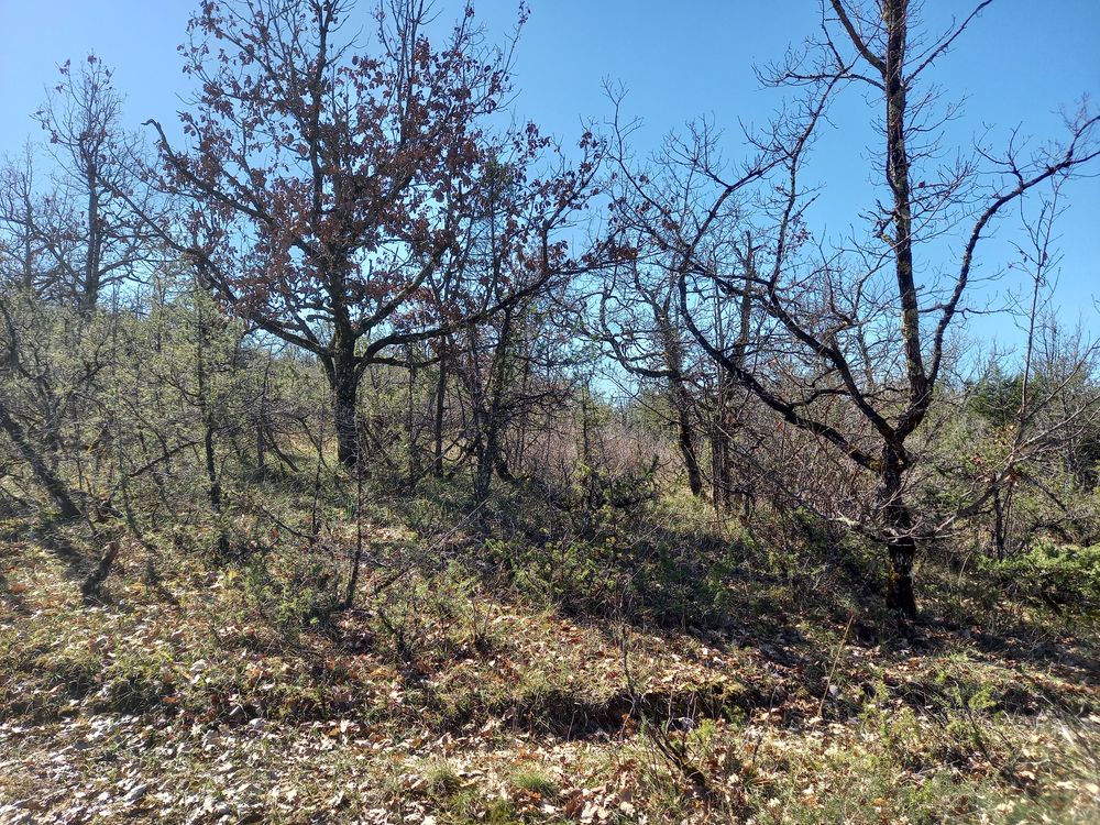 Vente Terrain Terrain de 4600 m² Belfort-du-quercy