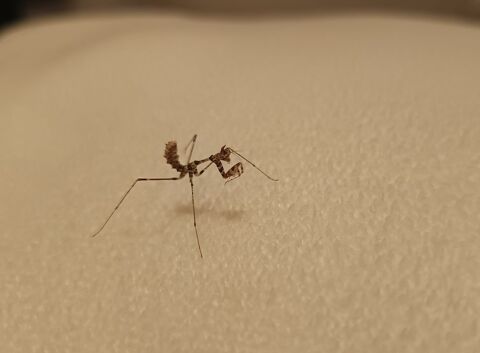 Mante religieuse sybilla pretiosa L3 L4 insecte 6 80440 Glisy