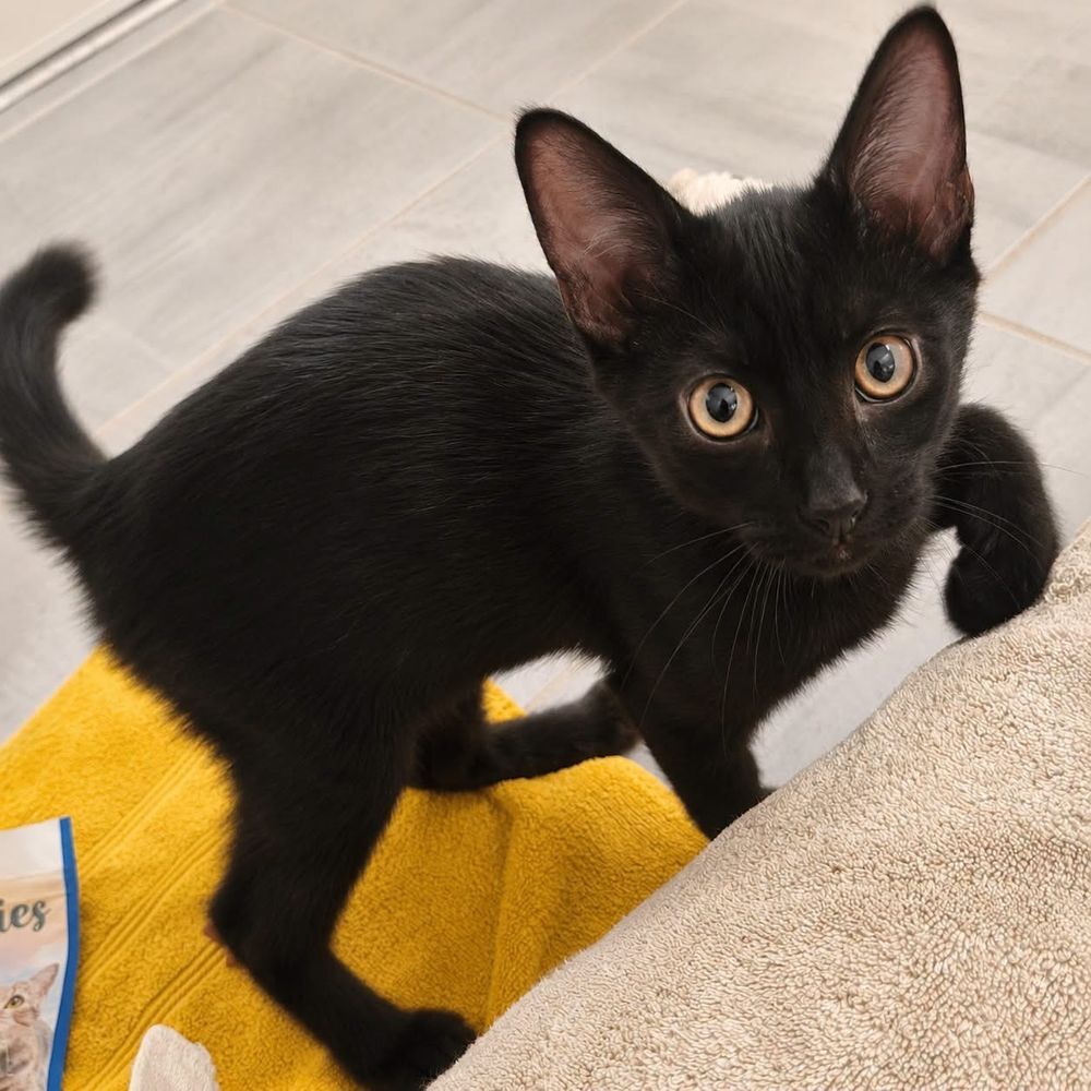   Orion - jeune chaton 