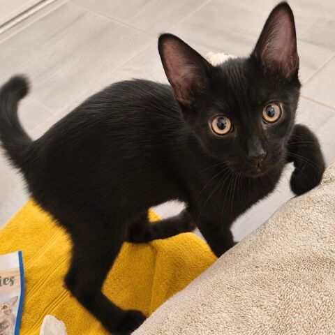 Orion - jeune chaton 100 07370 Sarras