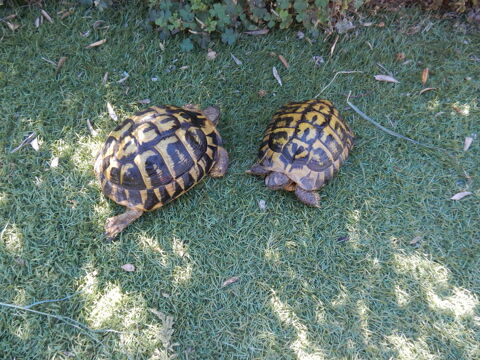 &eacute;change couple de tortue H 0 13013 Marseille