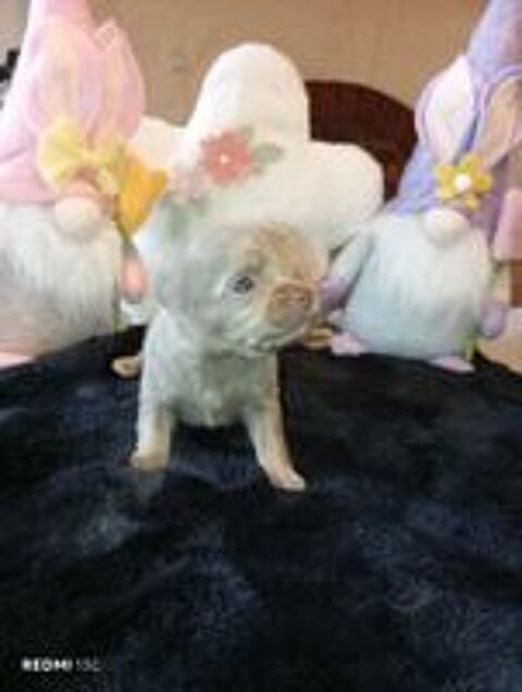   A réserver, adorables chiots chihuahua poils longs non lof 