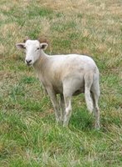   mouton wilshir horn 