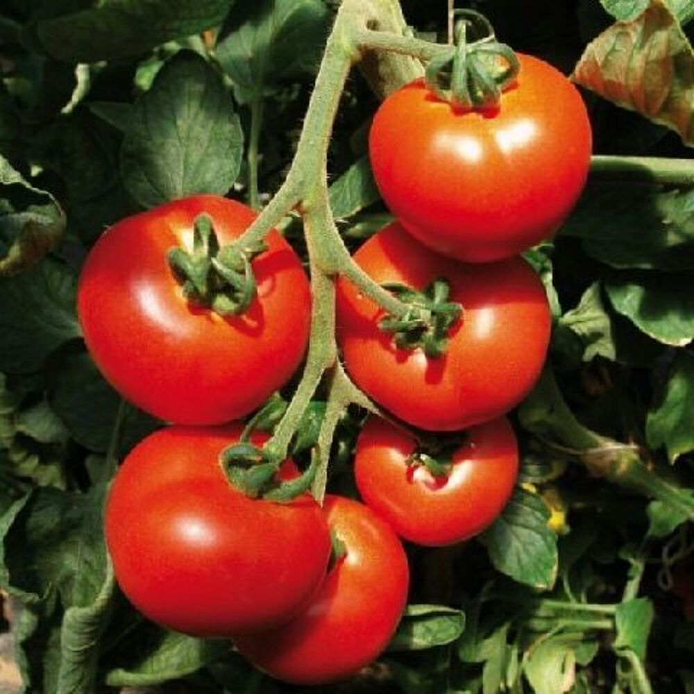 Legumes de saison a cultiver en pot Jardin