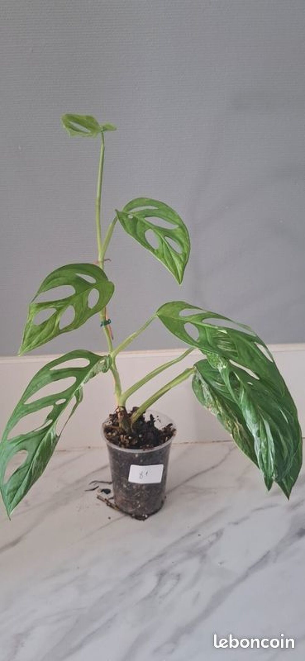 Monstera adansonii indonesian marble bouture 81 Décoration