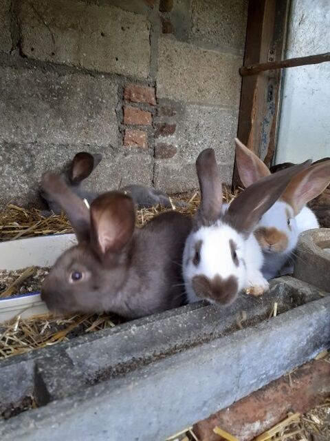 Jeunes lapin Géant papillon, mère havane 15 27400 Canappeville
