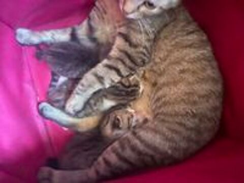   Chatons  